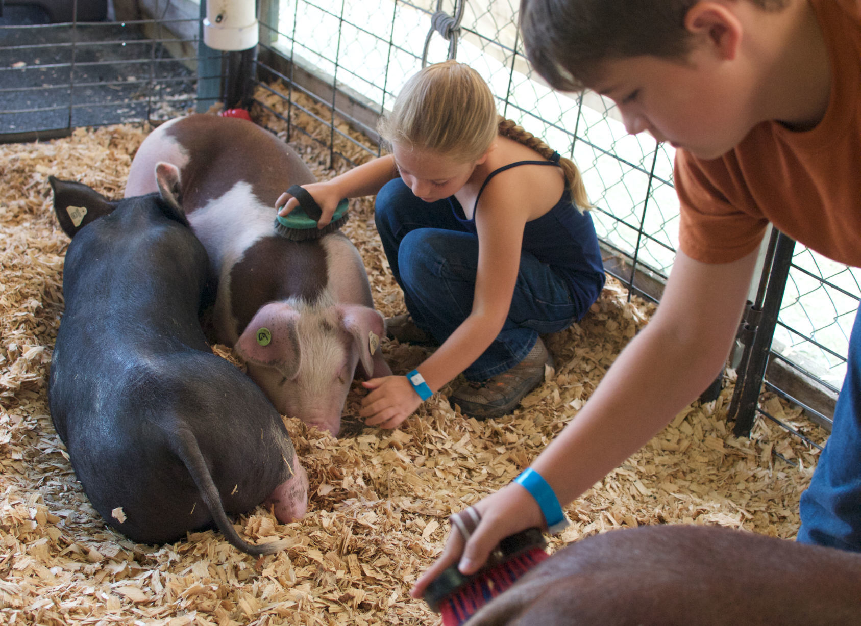 Swine judging